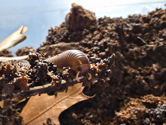 Coxobolellus cf albiceps