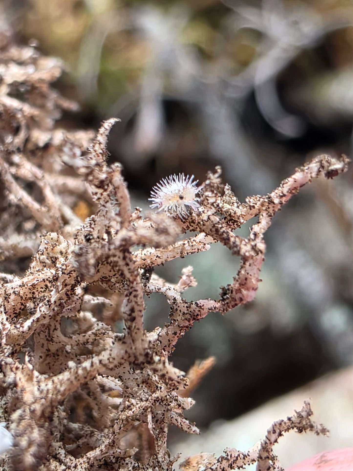 Laureola sp ivory spiky