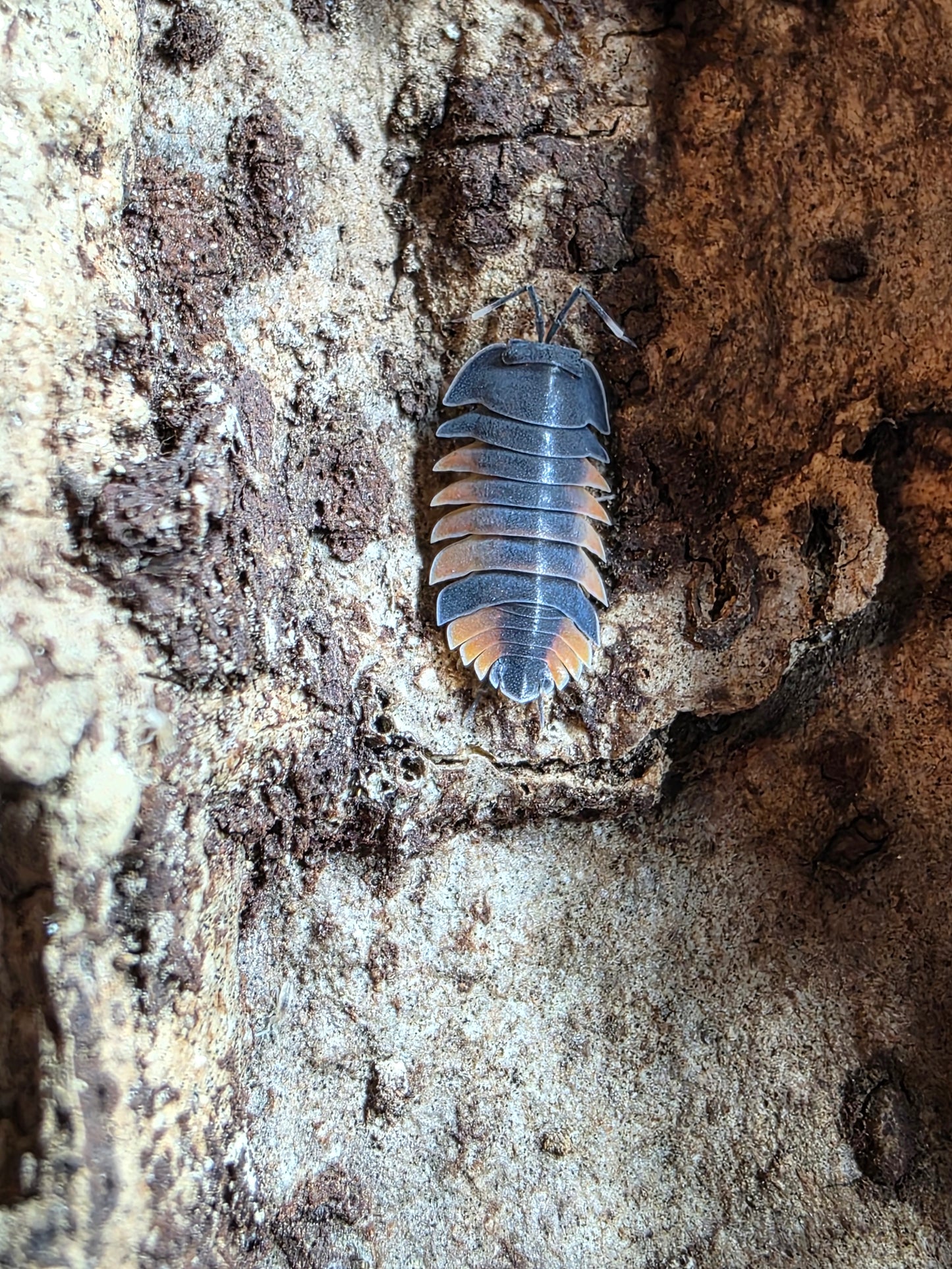 Artendiella sp "pastel lava"