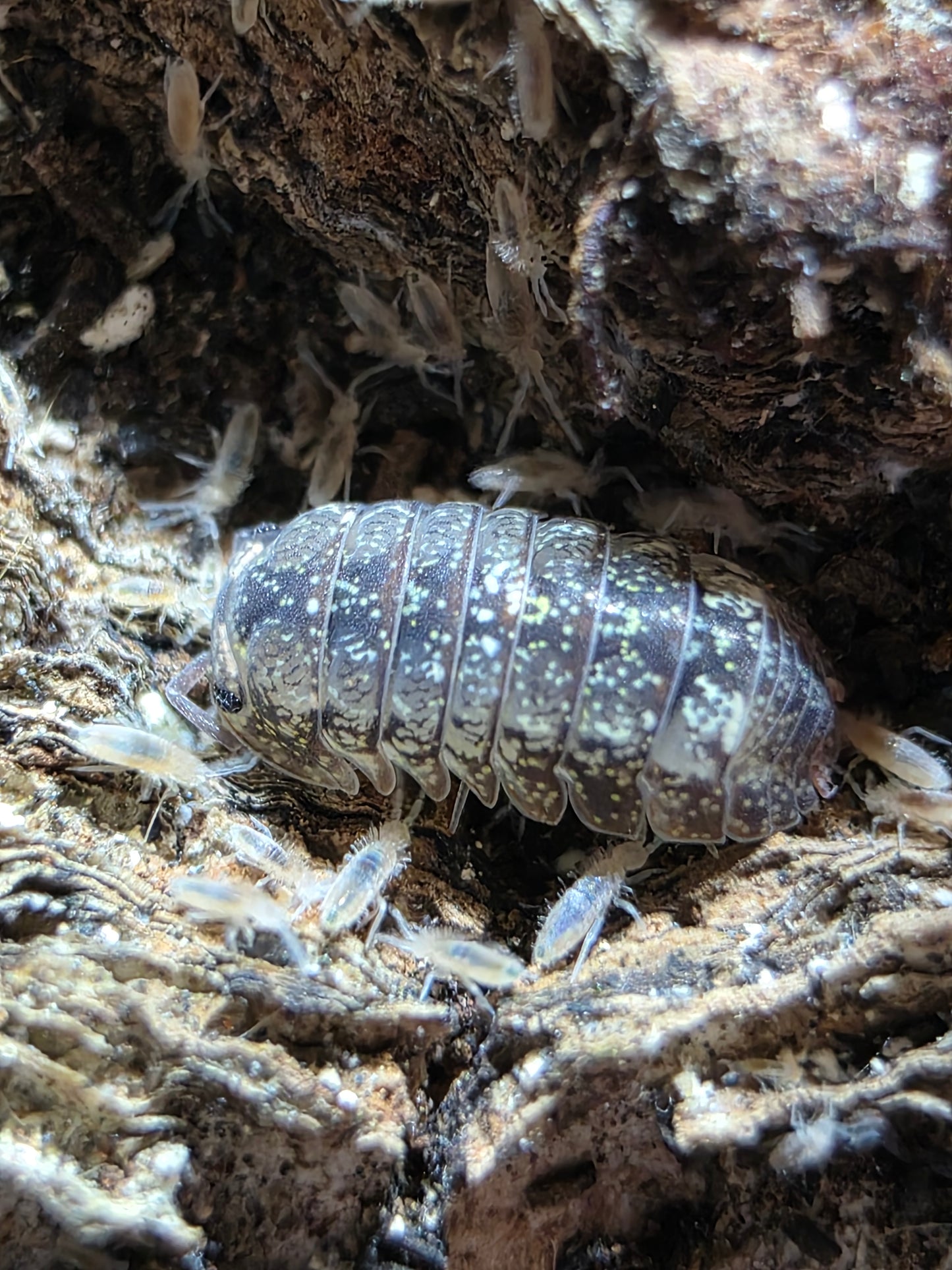Isopoda sp cosmic dust