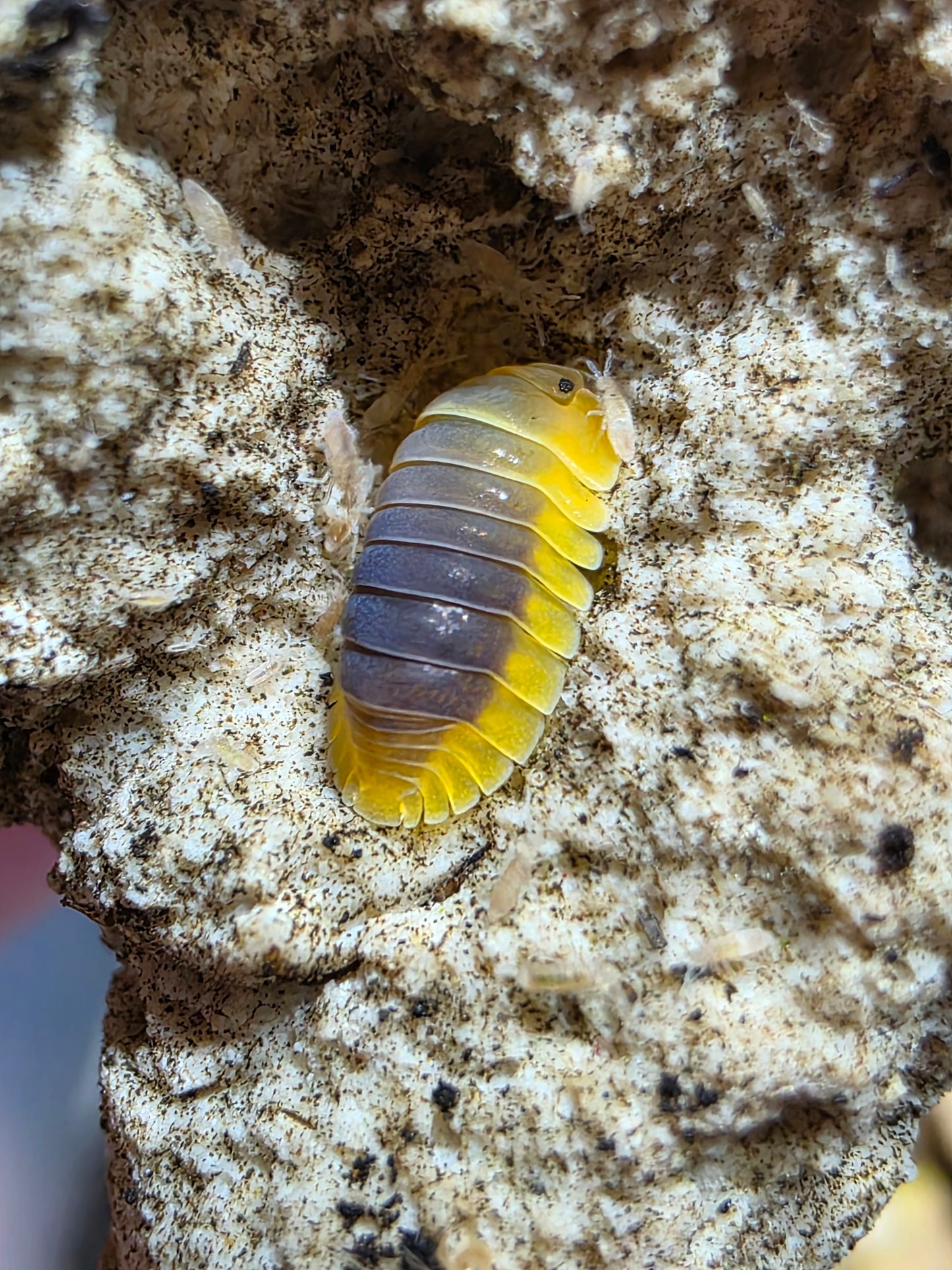 Cubaris sp lemon blue