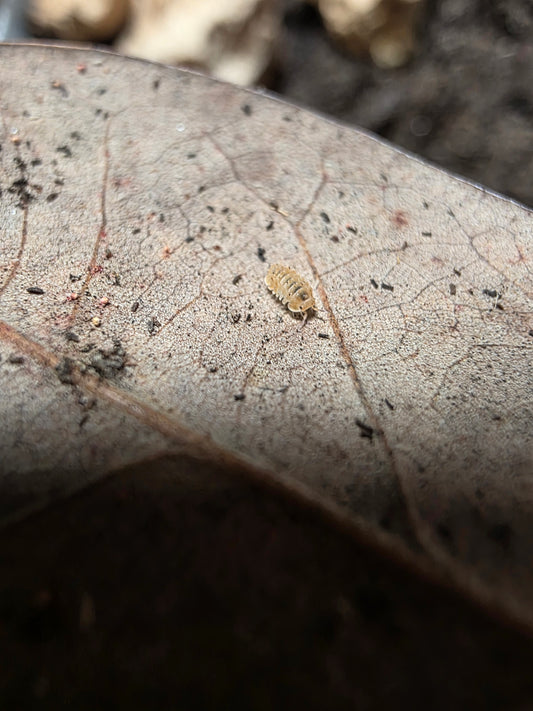 Isopoda sp Armageddon (TINY)