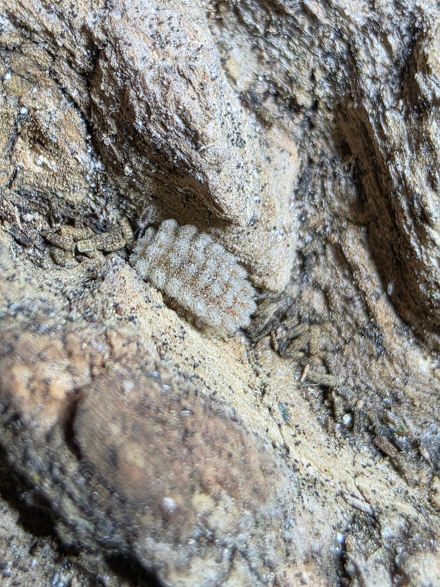 Armadillidae sp Qilin