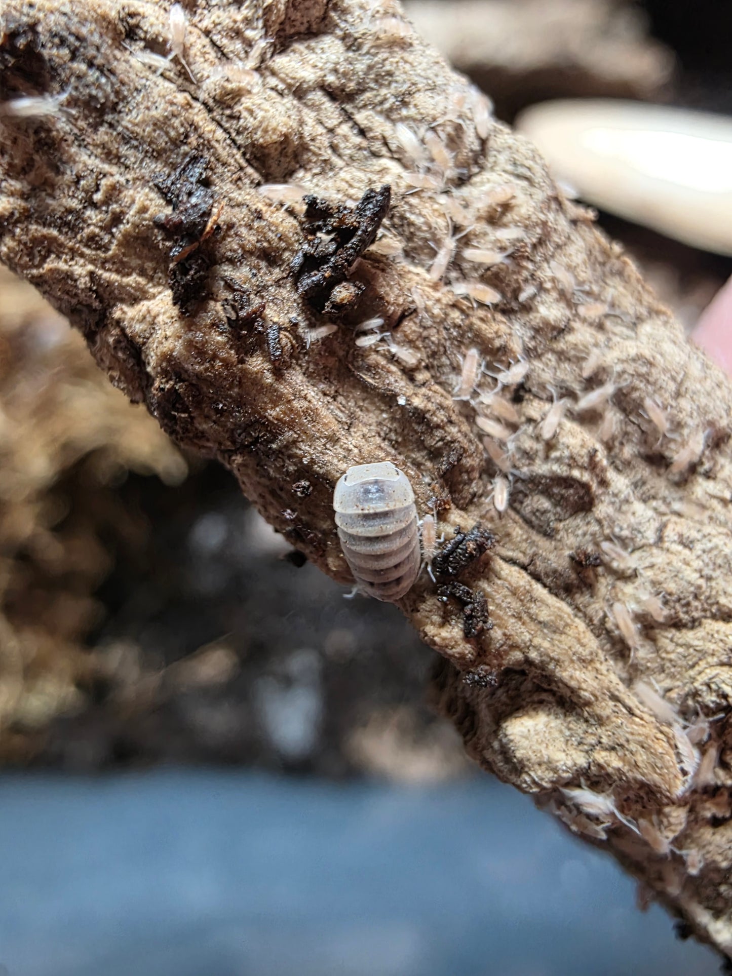 Armadillo officinalis Dalmatians