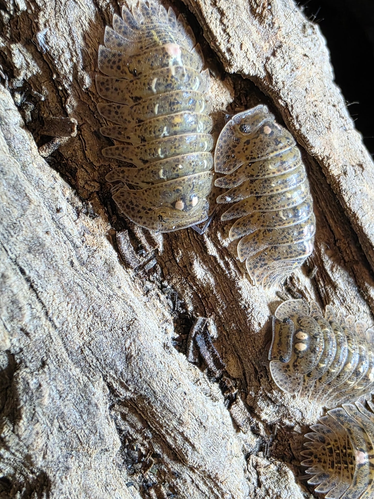 Armadillidae sp stellifera