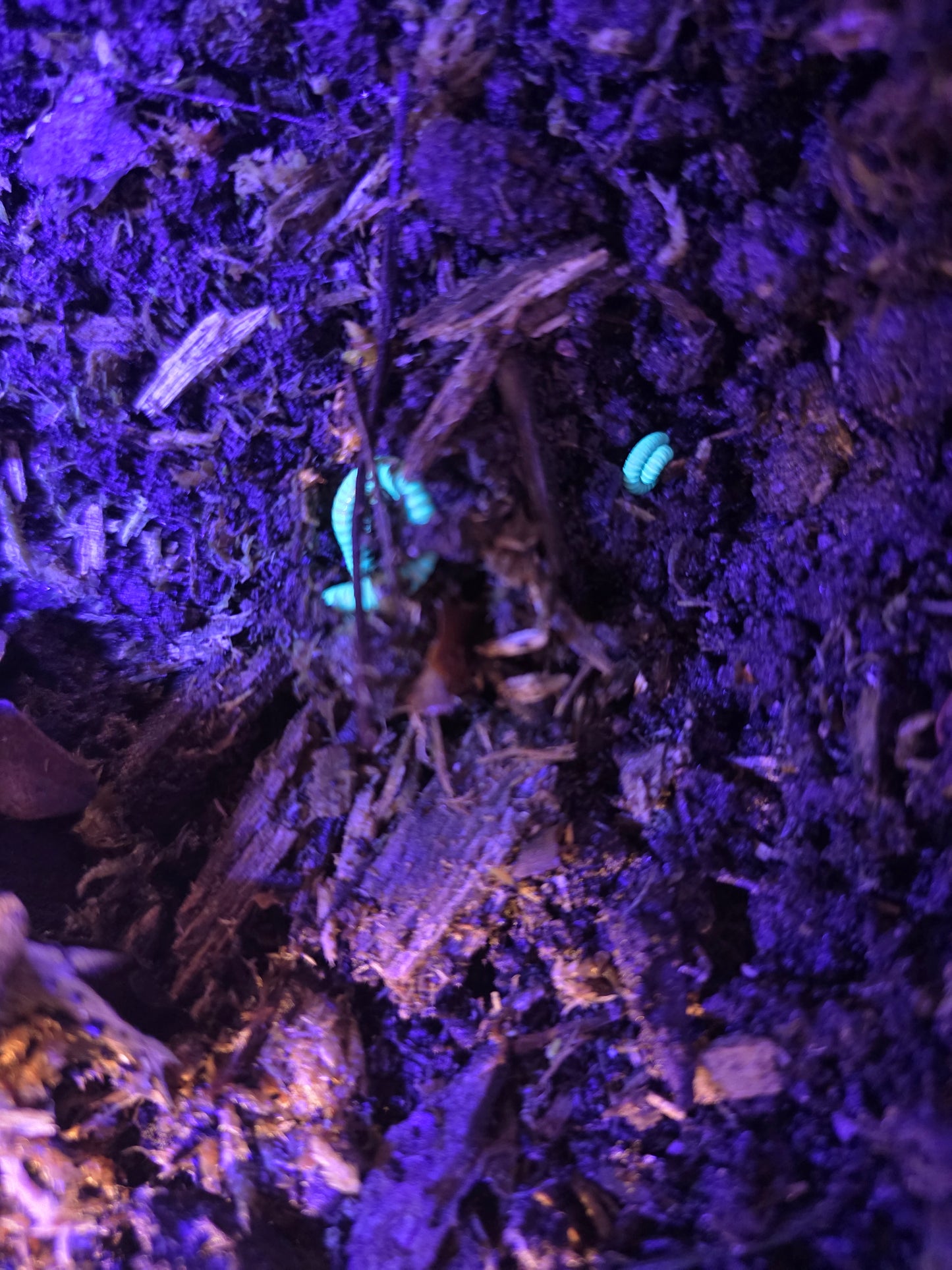 benoitolus sp. khao sok