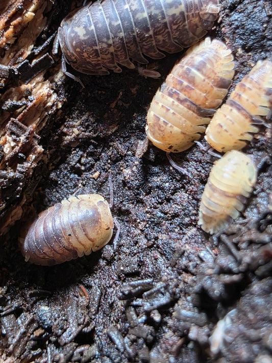 Filipinodillo sp Cordova