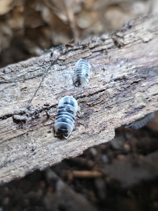 Armadillidium sp nasatum dalmations