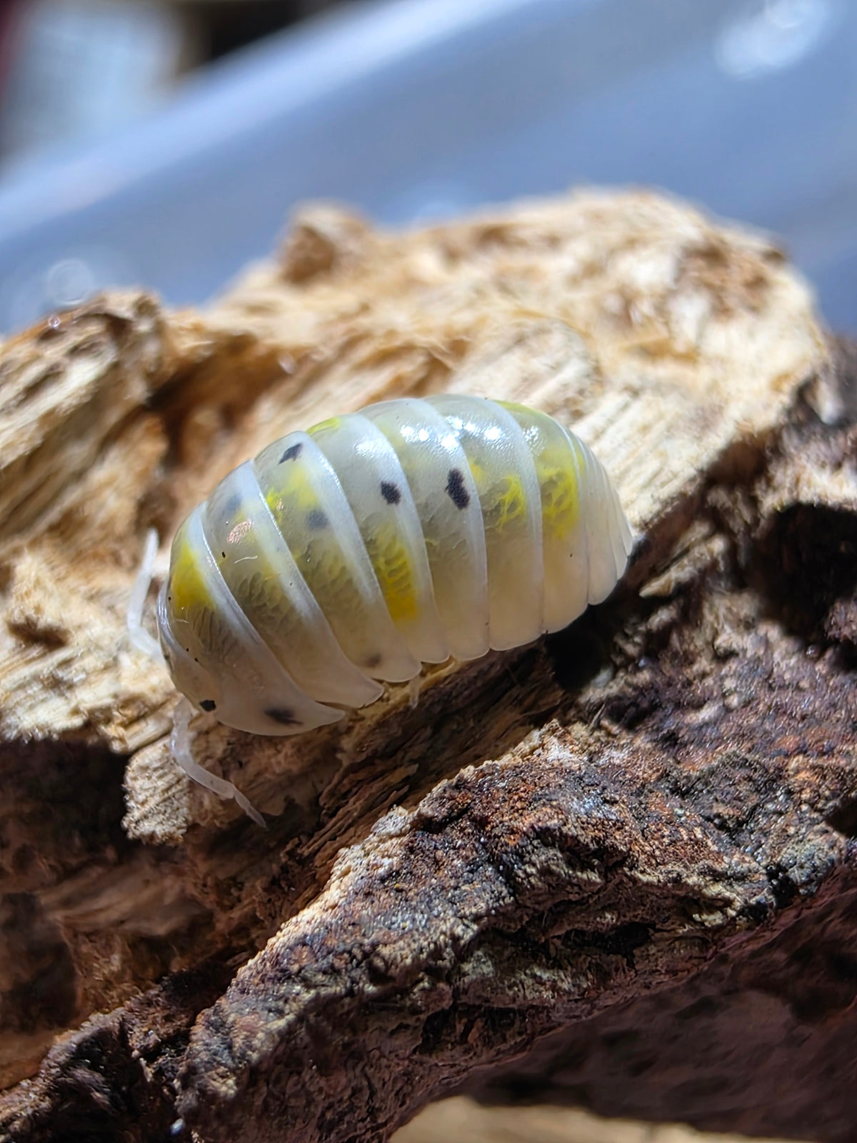 Armadillidium vulgare american potions (roach crossing OG stock)