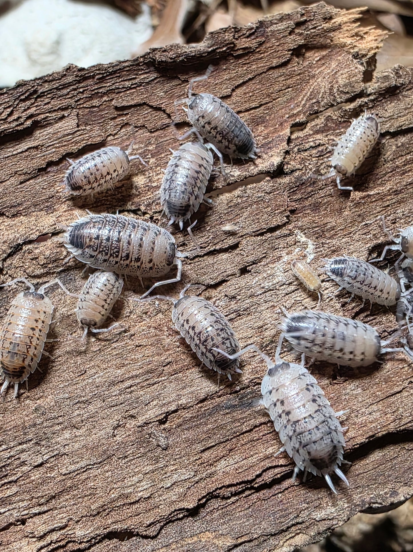 Porcellio Rubivan