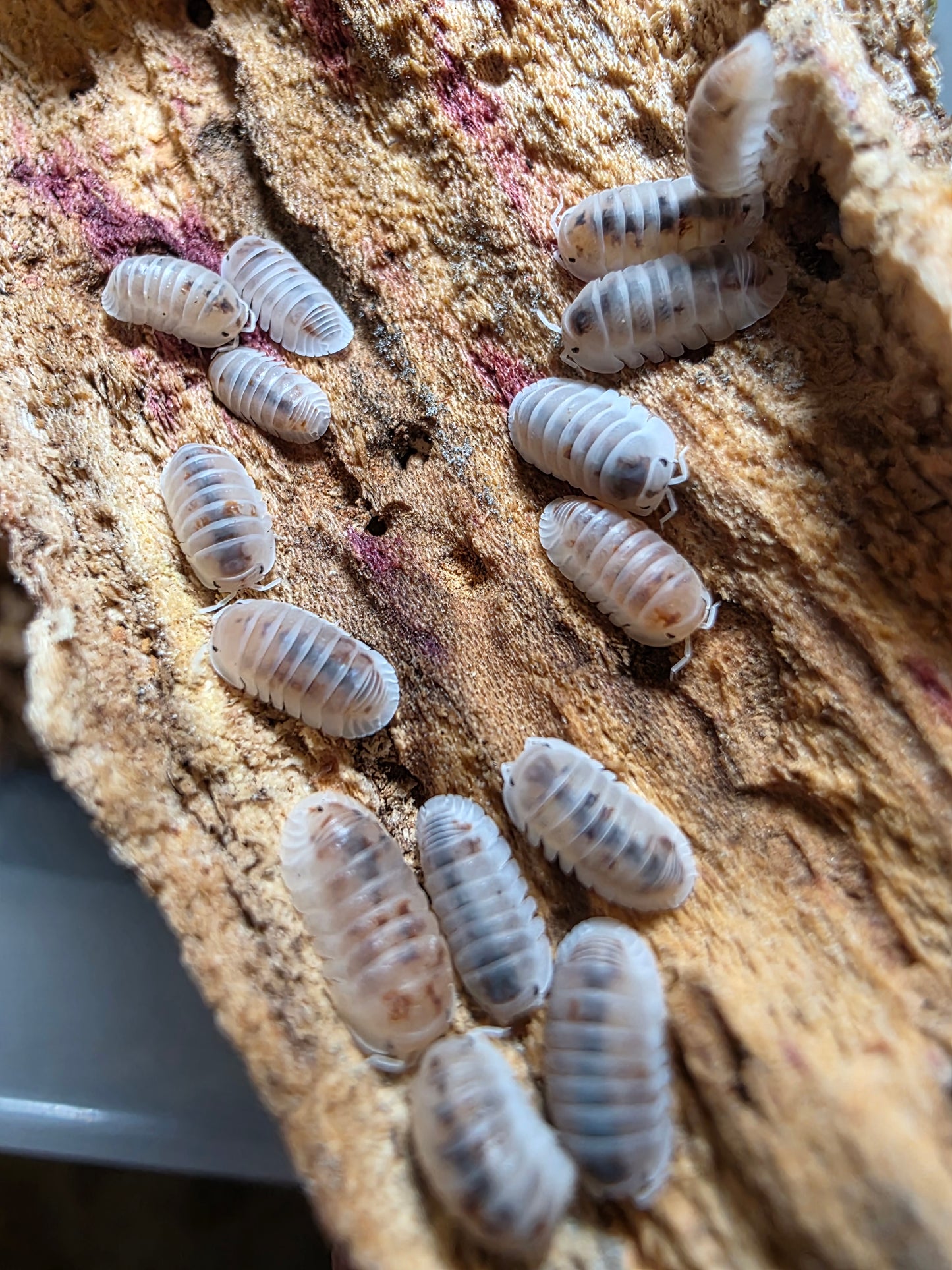 Cubaris murina pearls
