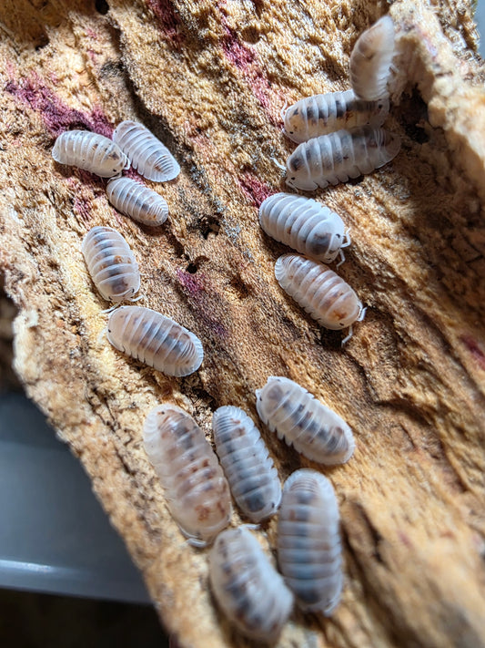 Cubaris murina pearls