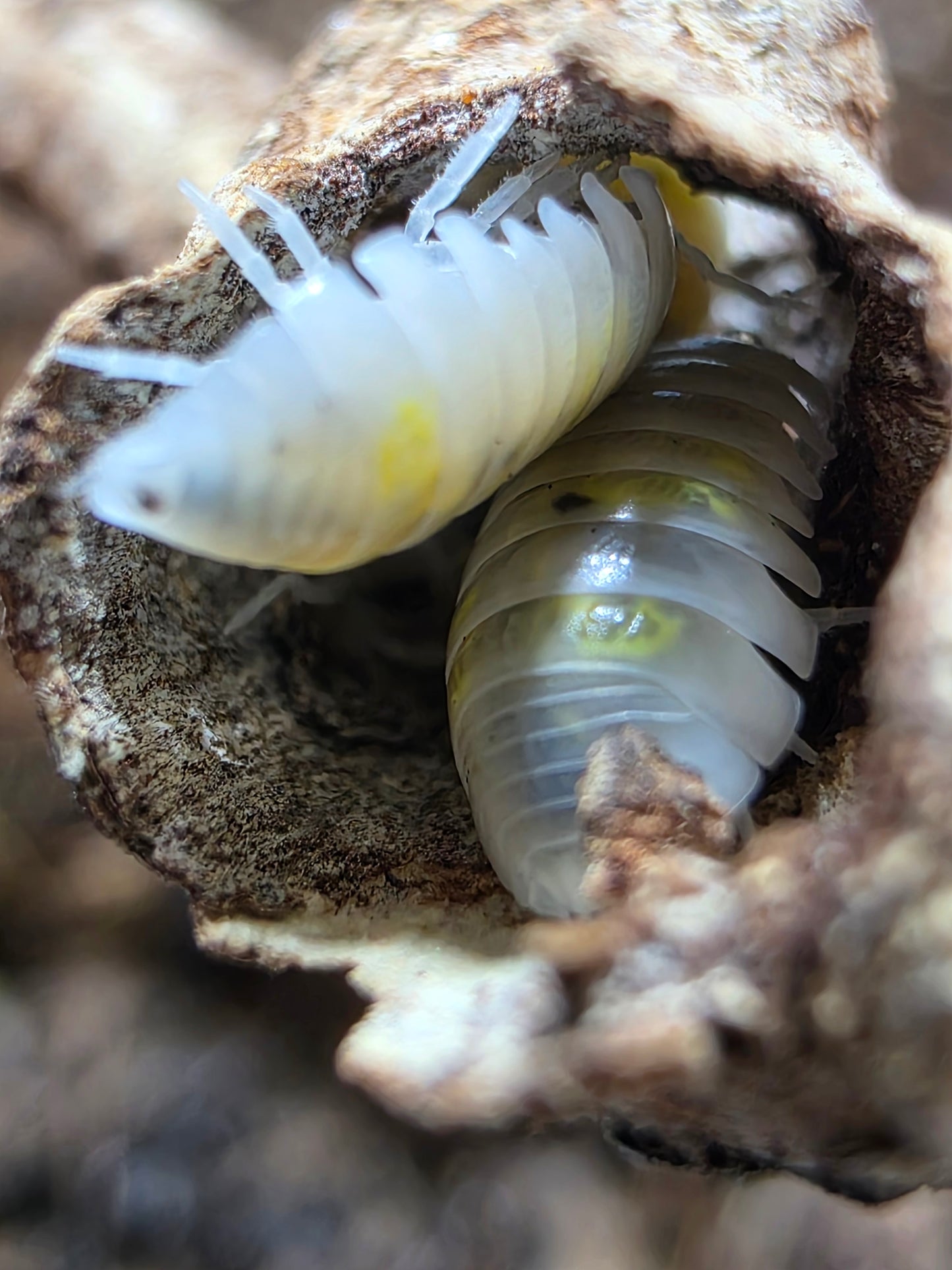 Armadillidium vulgare american potions (roach crossing OG stock)