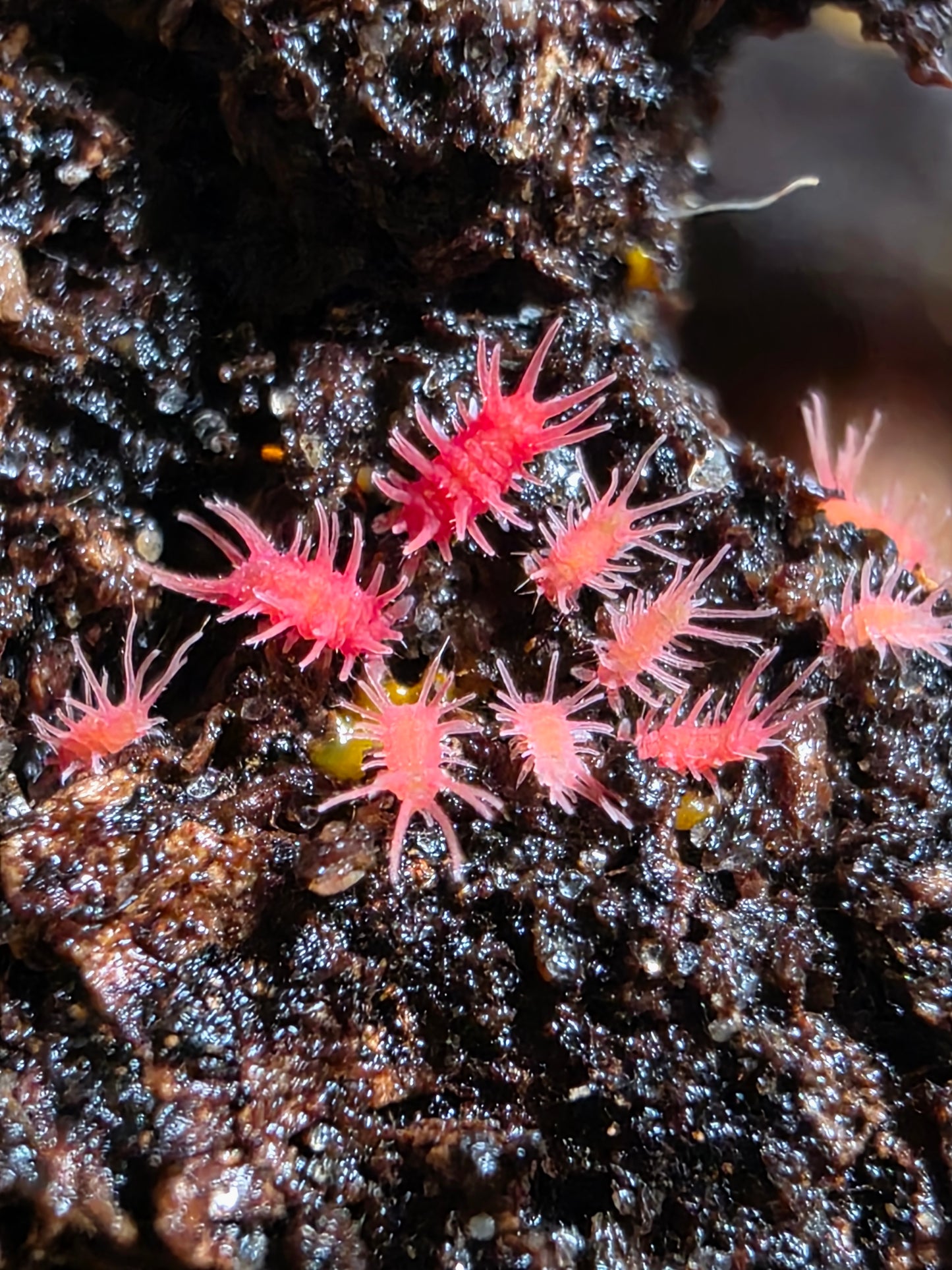 Rambutanura sp vietnams (SLIME REQUIRED)