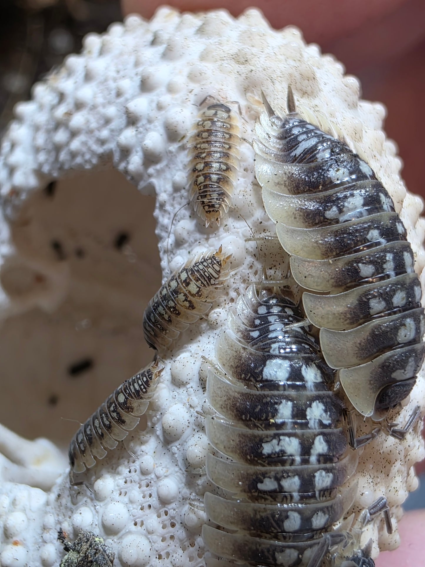 Porcellio Tortonesei