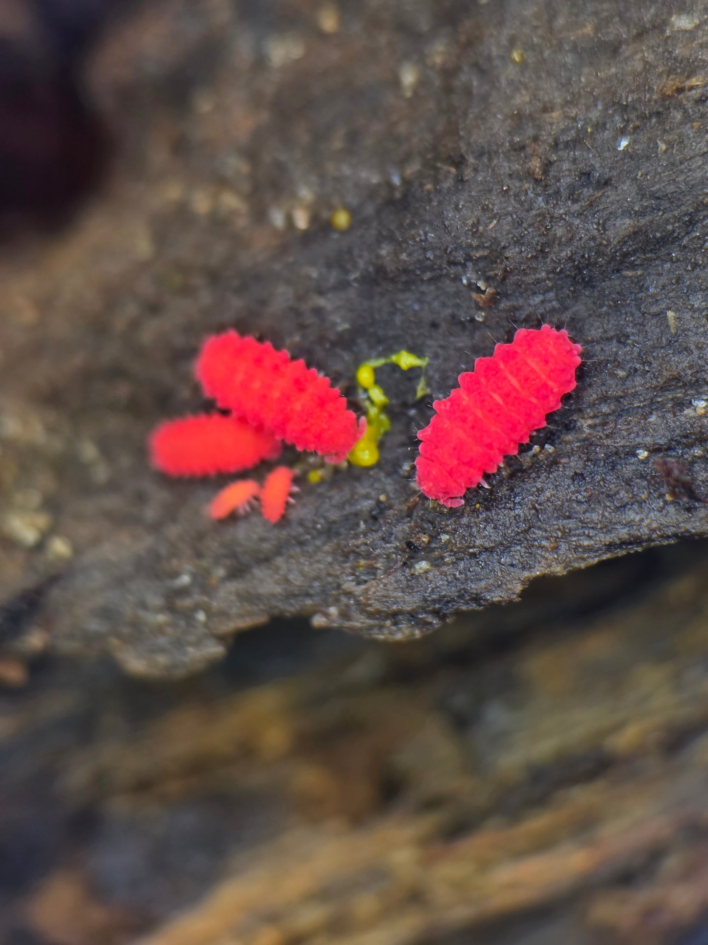 Lobellini sp bfo (slime eaters)