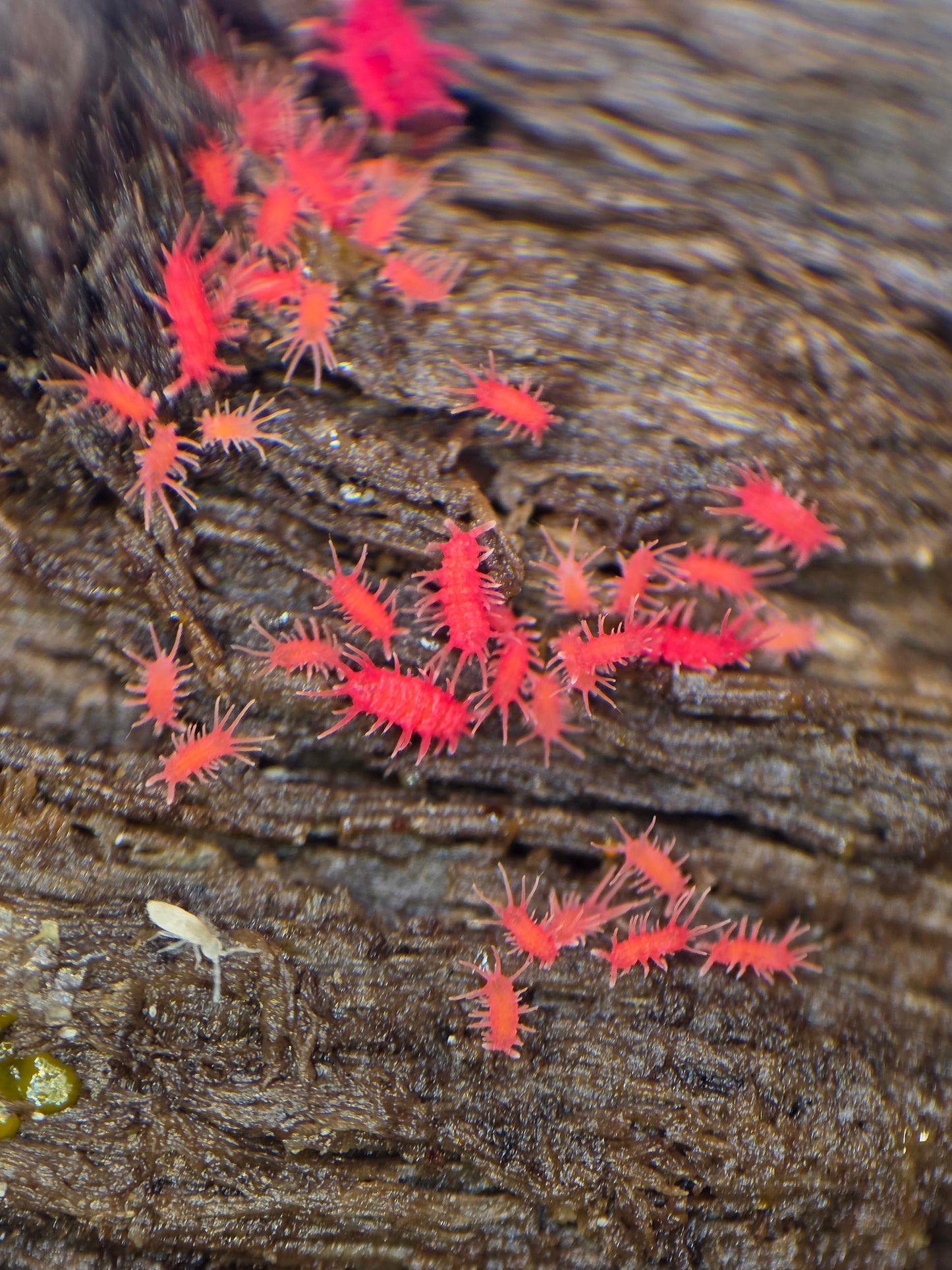 Rambutanura sp vietnams (SLIME REQUIRED)
