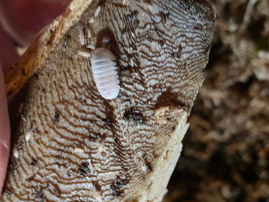 Cubaris sp pink pandas