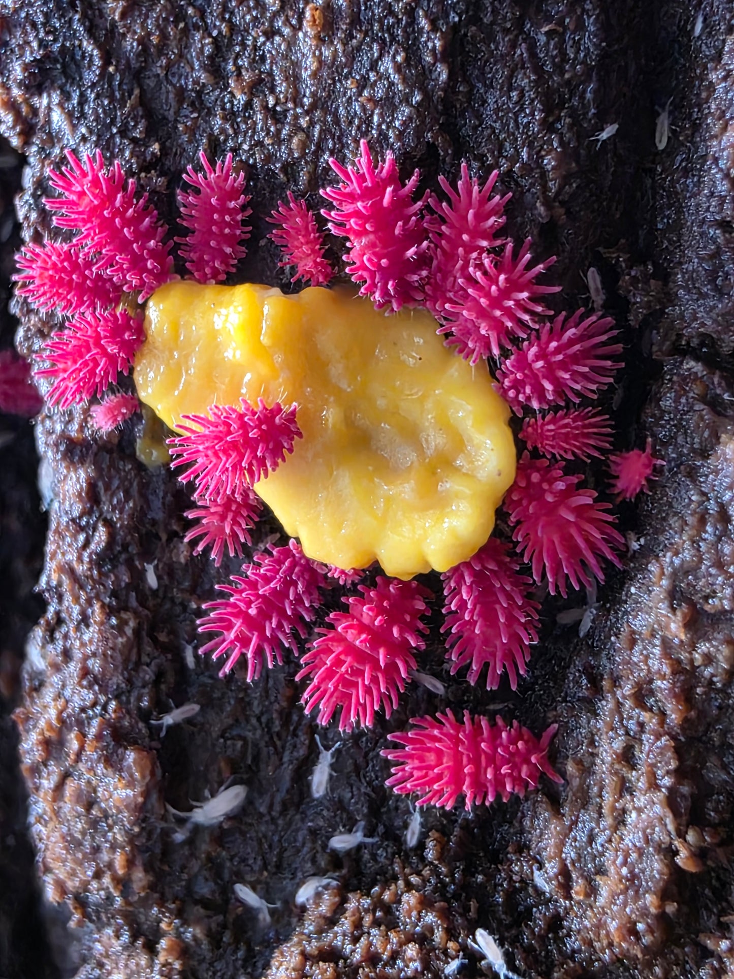 Rambutanura sp thailand (SLIME MOLD REQUIRED)