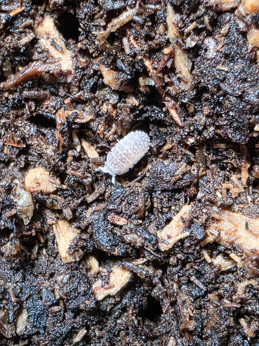 Ctenorillo Sp " Boqueron" - Puerto Rico Spiky Isopod