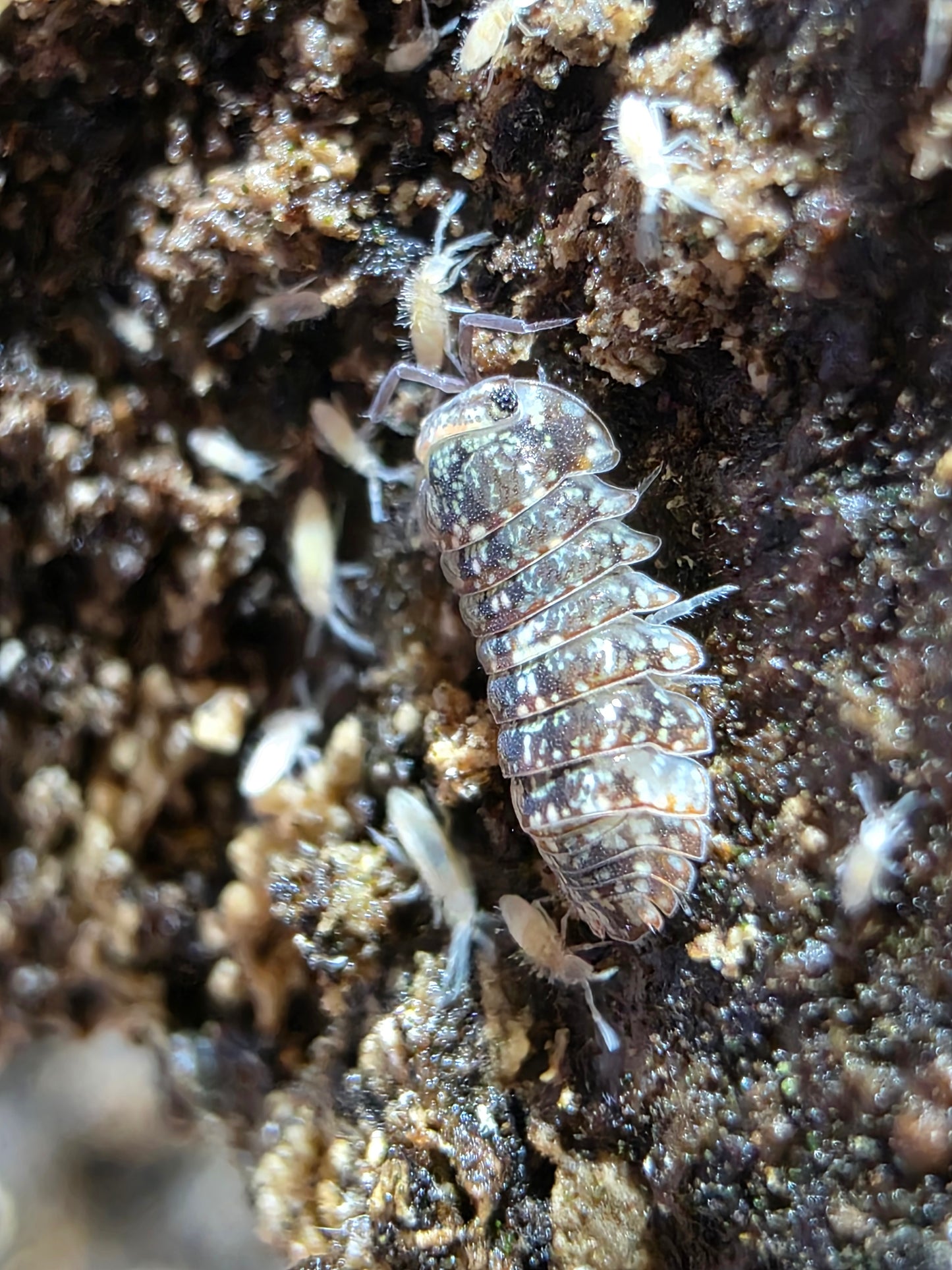 Isopoda sp cosmic dust