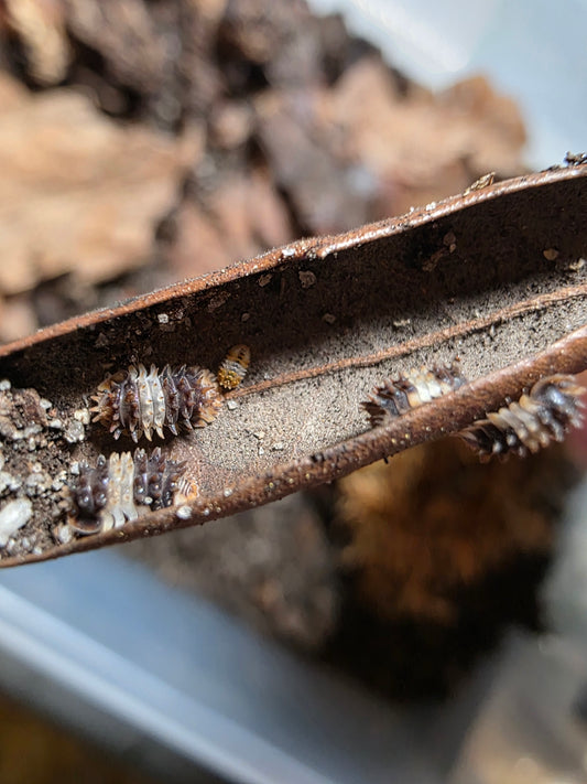 Isopoda sp Thai spiky
