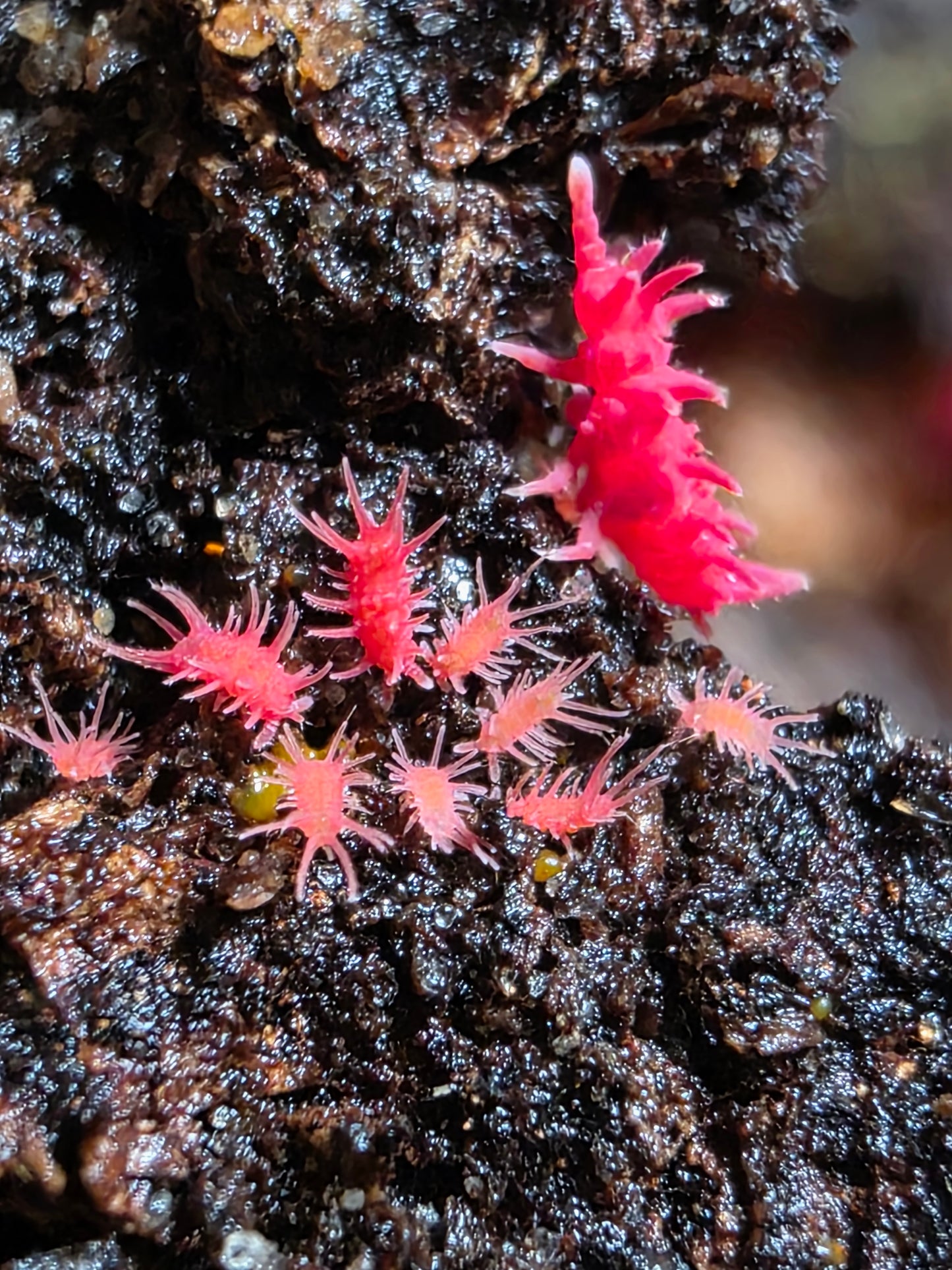 Rambutanura sp vietnams (SLIME REQUIRED)