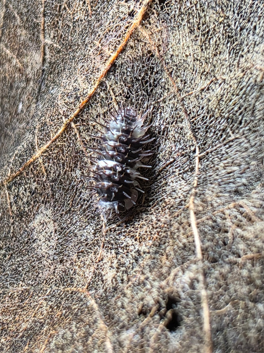Laureola sp panda spiky