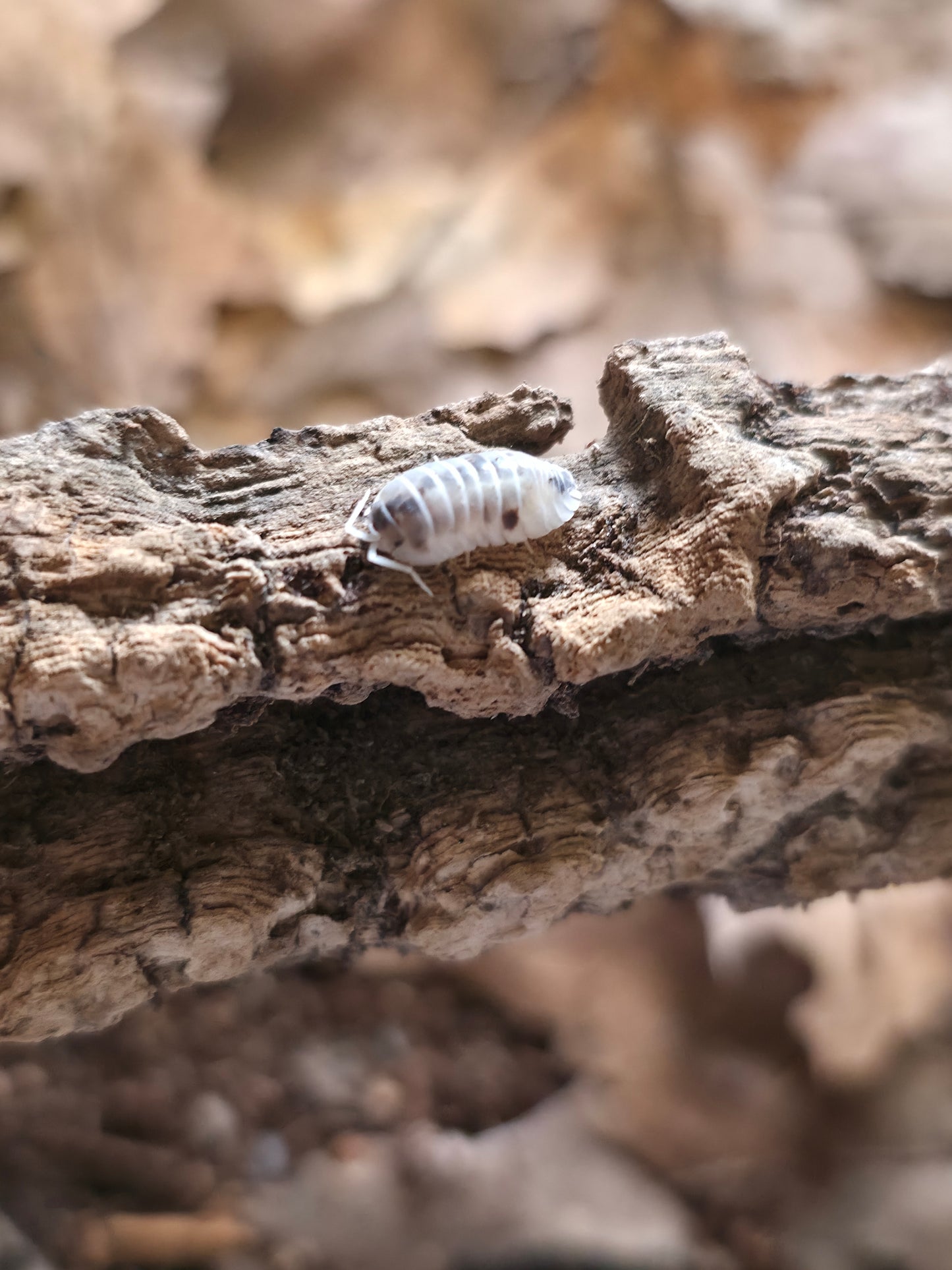 Armadillidium sp nasatum dalmations