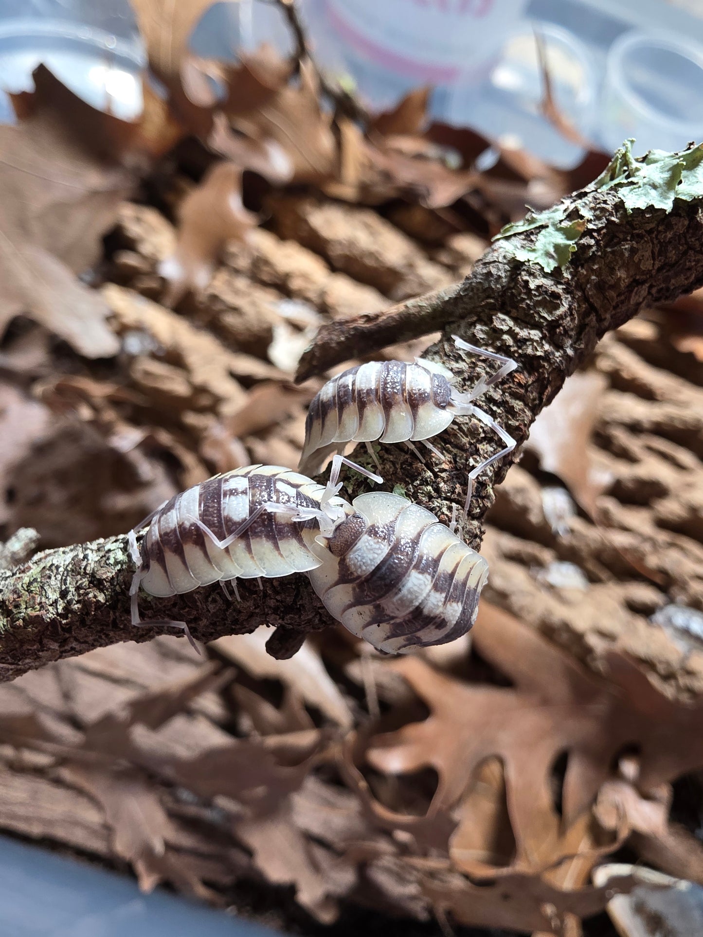 Porcellio expansus white
