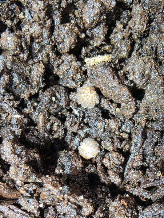 Armidilidium sp. "Claymoss"