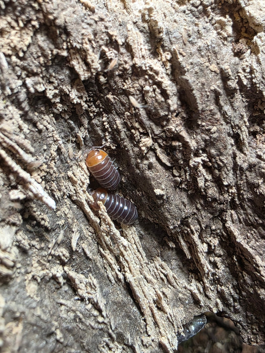 Armadillidium flavoscutatum "Redheads"