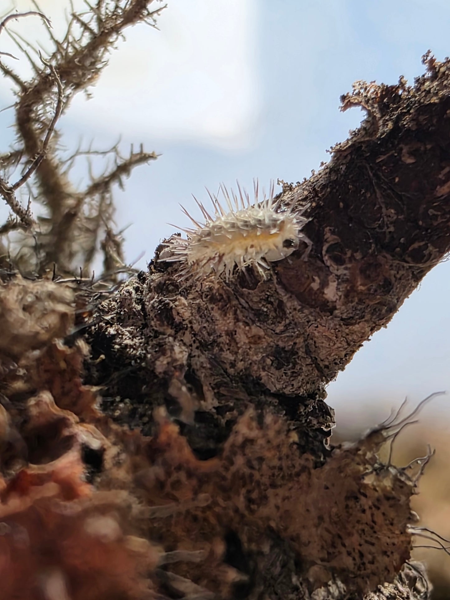 Laureola sp ivory spiky