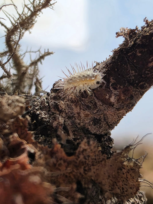 Laureola sp ivory spiky