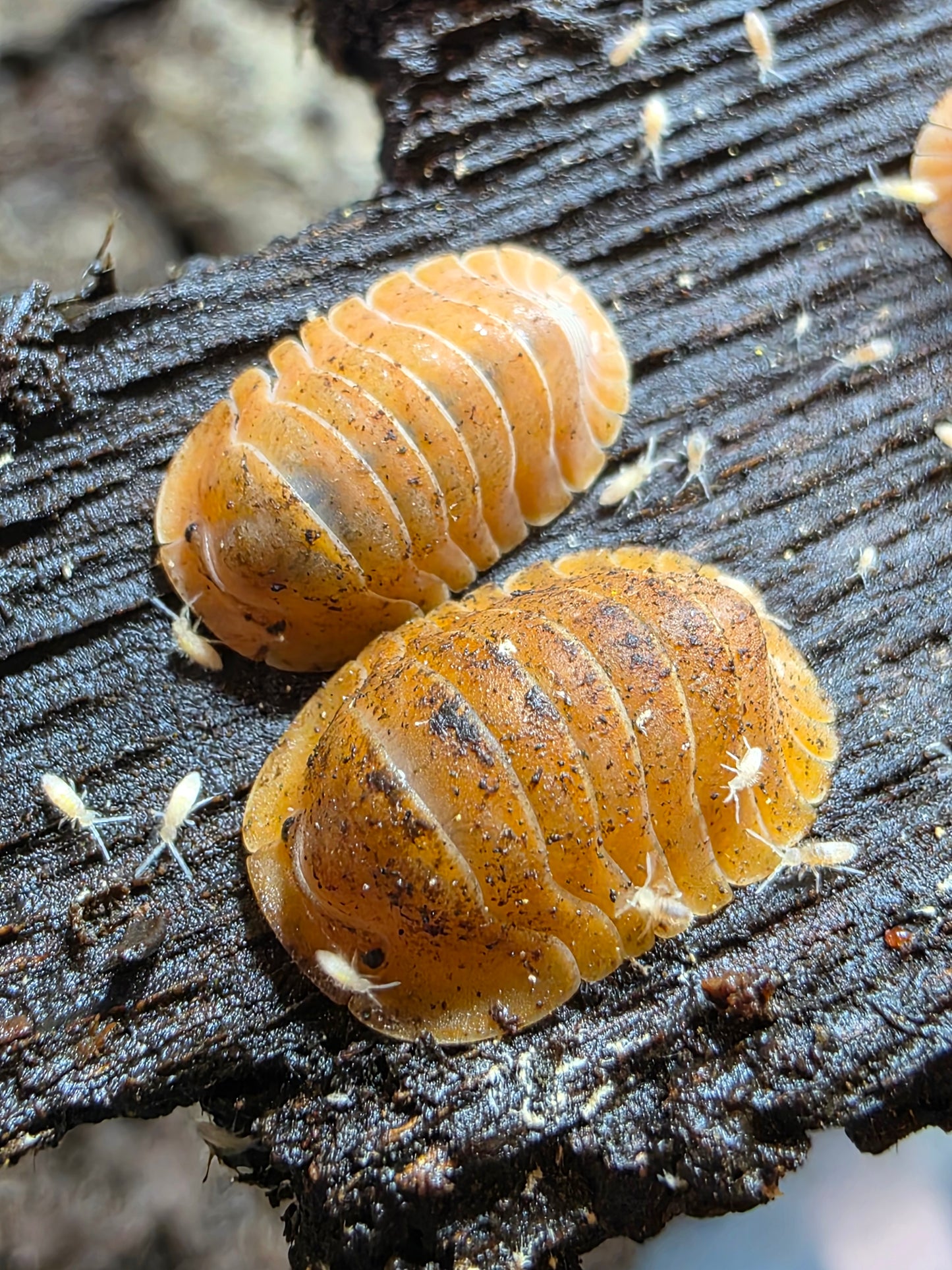 Cubaris sp "crabby"