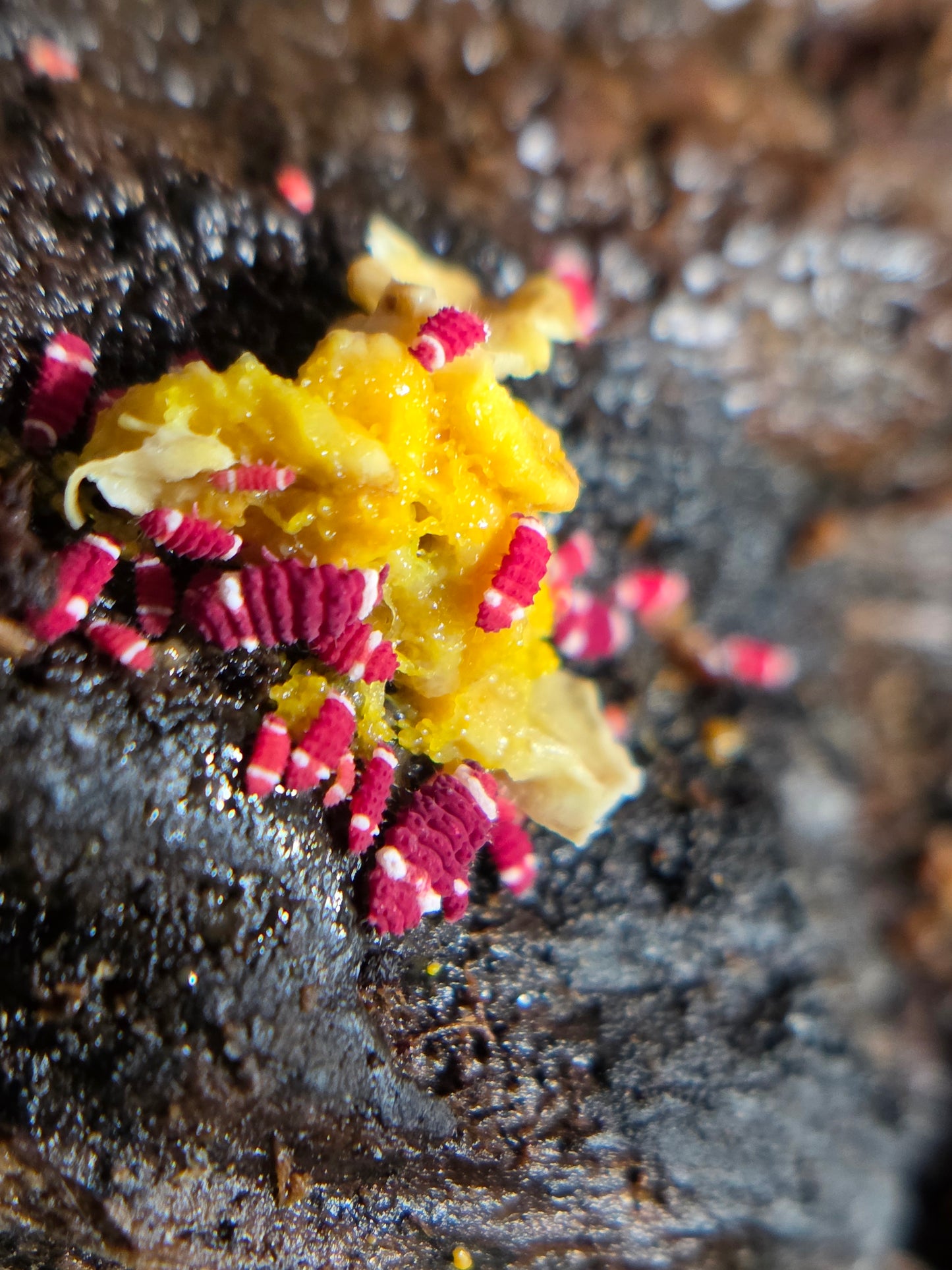 Red ford whites aka santa clause springtails
