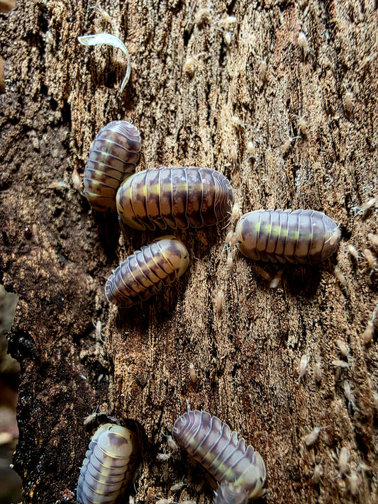Cubaris sp "green laser"