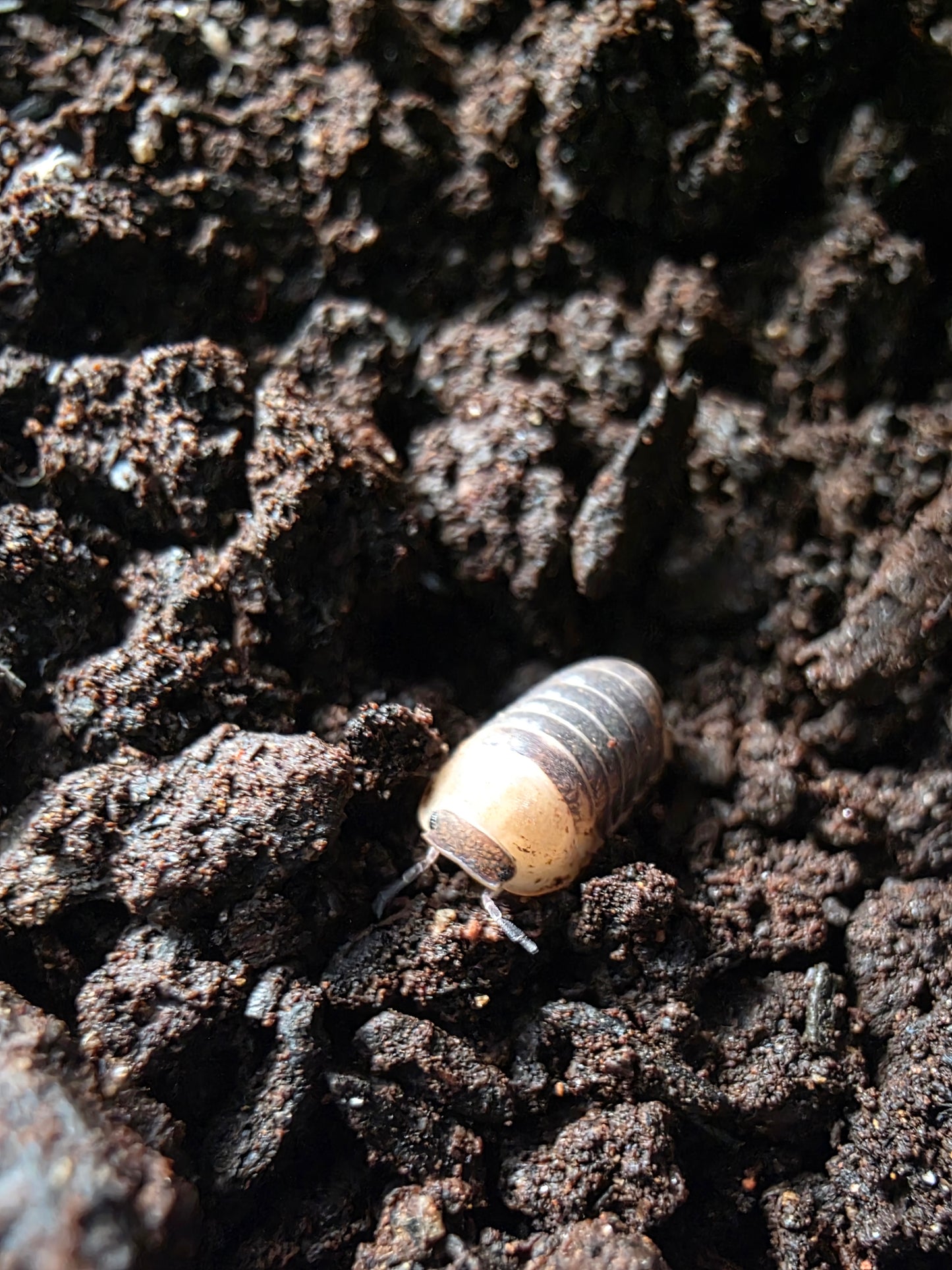 Cubaris sp castle black