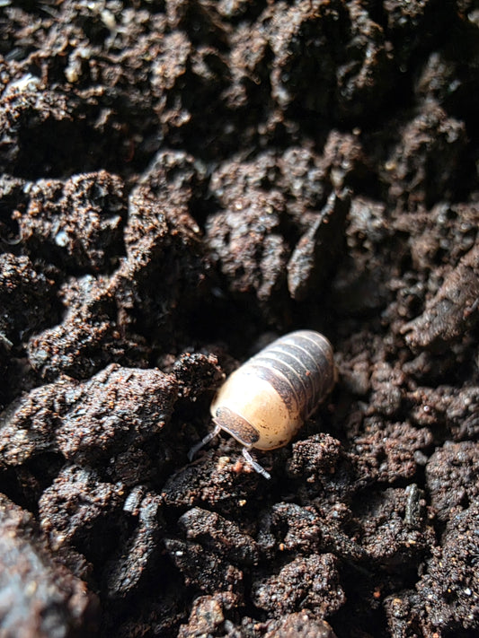 Cubaris sp castle black