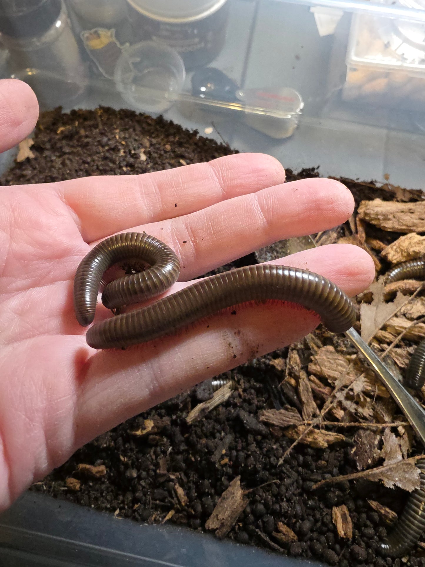 Acladocricus sp Philippine giant blue millipede