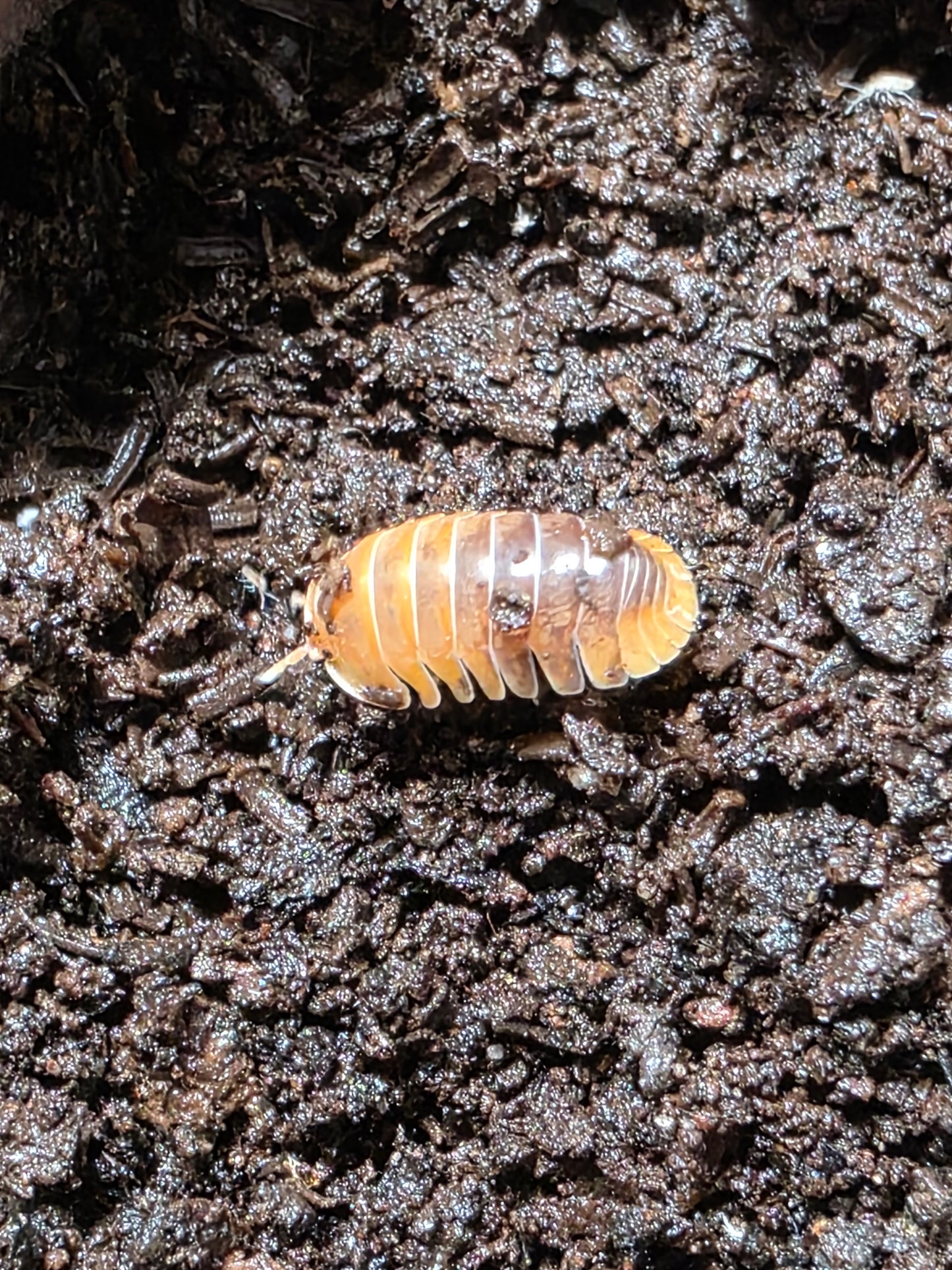 Cubaris sp Golden rutilated