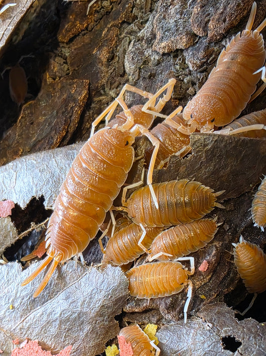 Porcellio magnificus