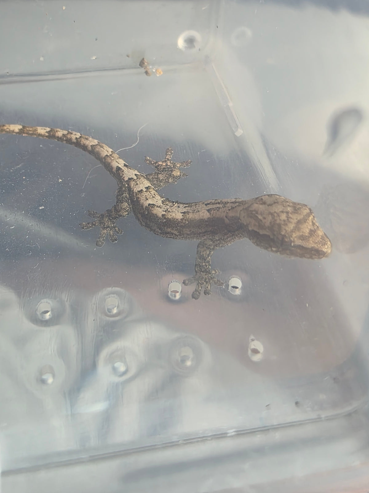 Lepidodactylus lugubris aka mourning geckos