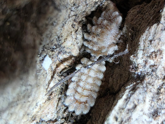 Armadillidae sp Qilin