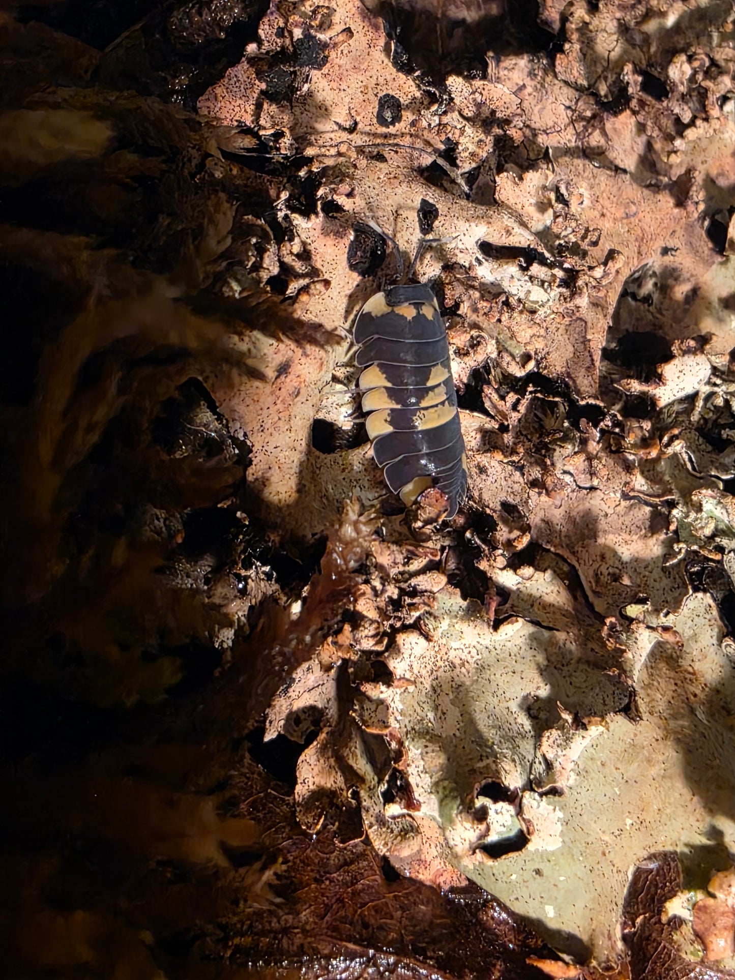 Artendiella sp yellow pandas