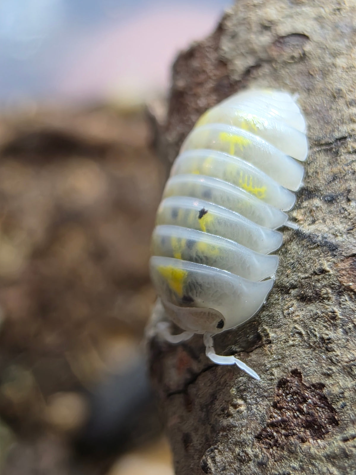 Armadillidium vulgare american potions (roach crossing OG stock)
