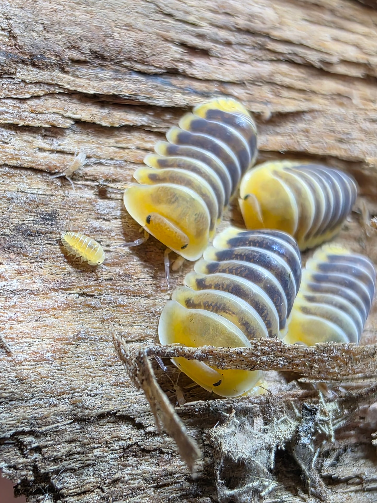 Cubaris sp jupiters