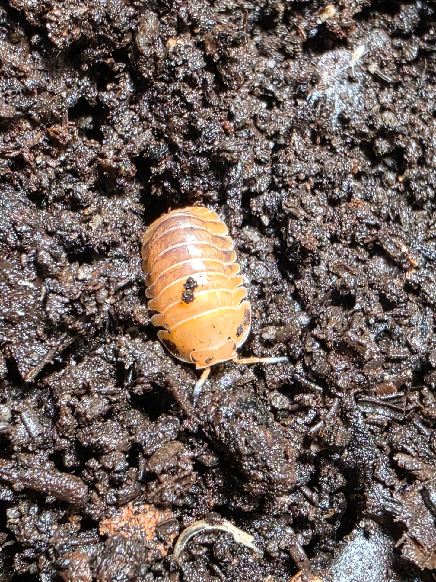 Cubaris sp Golden rutilated