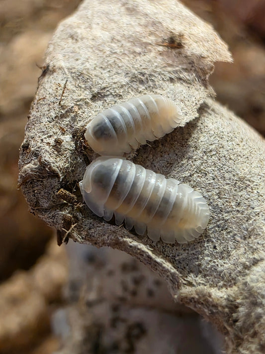 Cubaris sp albino pak chong