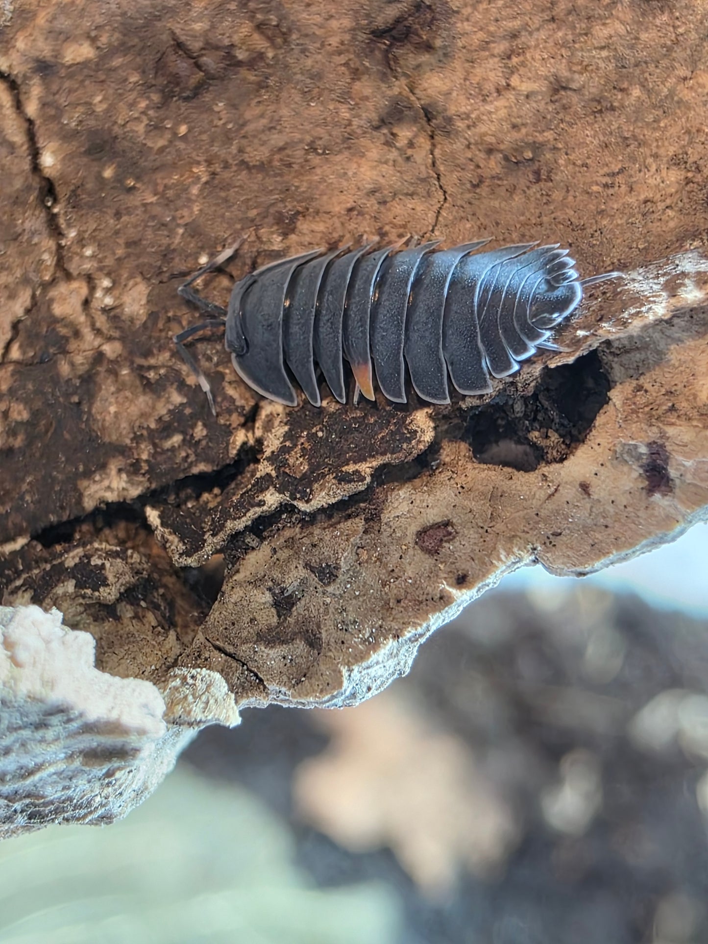 Artendiella sp "pastel lava"